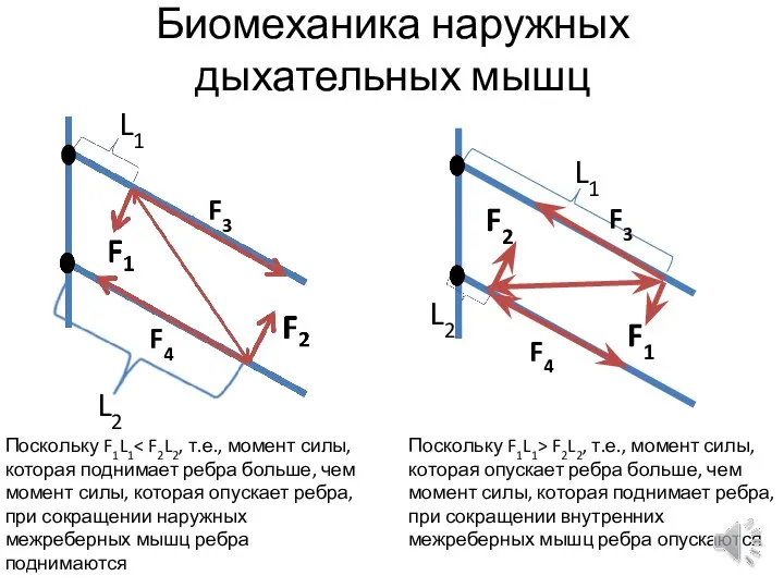 Биомеханика наружных дыхательных мышц F1 F2 L1 L2 Поскольку F1L1 которая поднимает