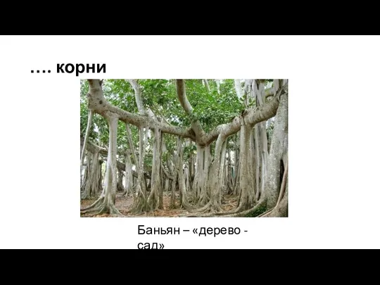 …. корни Баньян – «дерево - сад»
