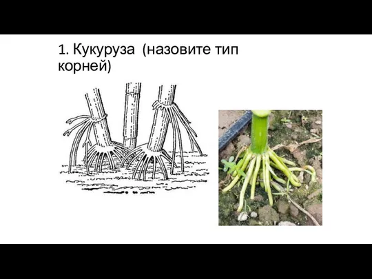 1. Кукуруза (назовите тип корней)
