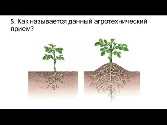 5. Как называется данный агротехнический прием?