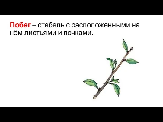 Побег – стебель с расположенными на нём листьями и почками.