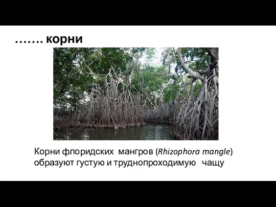 ……. корни Корни флоридских мангров (Rhizophora mangle) образуют густую и труднопроходимую чащу