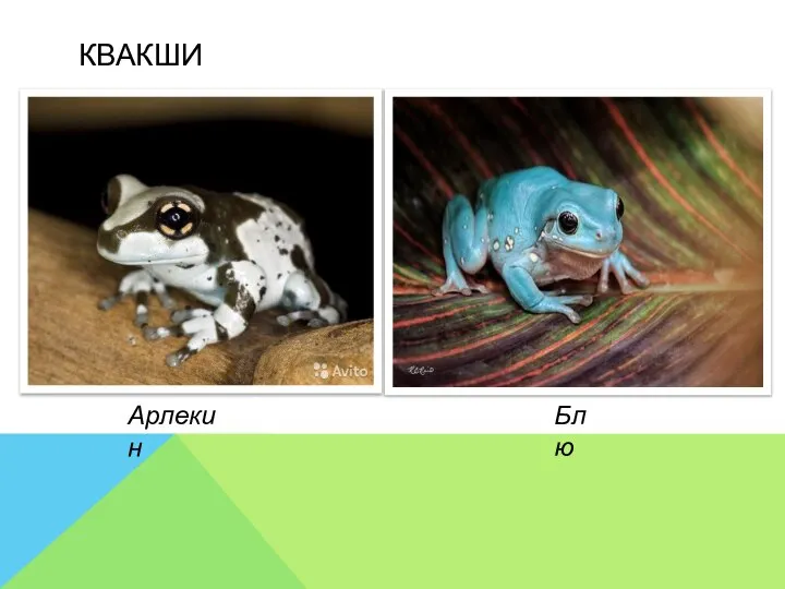 КВАКШИ Арлекин Блю