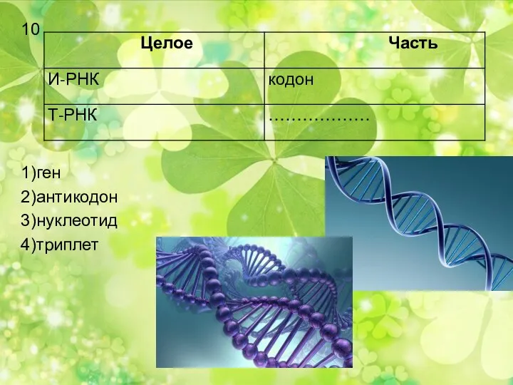 10 1)ген 2)антикодон 3)нуклеотид 4)триплет