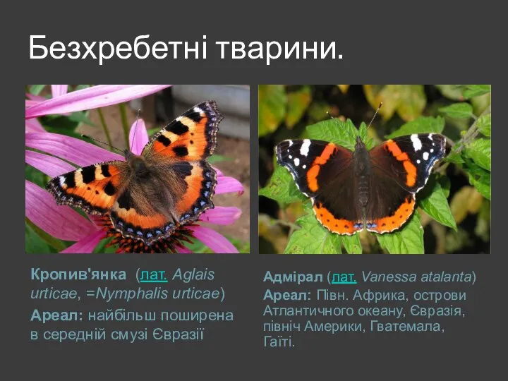 Безхребетні тварини. Кропив'янка (лат. Aglais urticae, =Nymphalis urticae) Ареал: найбільш поширена в