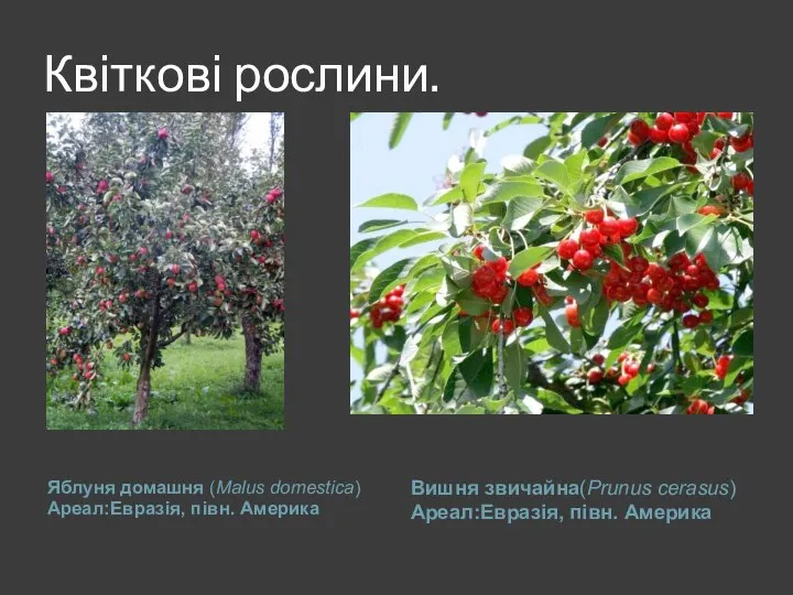 Квіткові рослини. Яблуня домашня (Malus domestica) Ареал:Евразія, півн. Америка Вишня звичайна(Prunus cerasus) Ареал:Евразія, півн. Америка