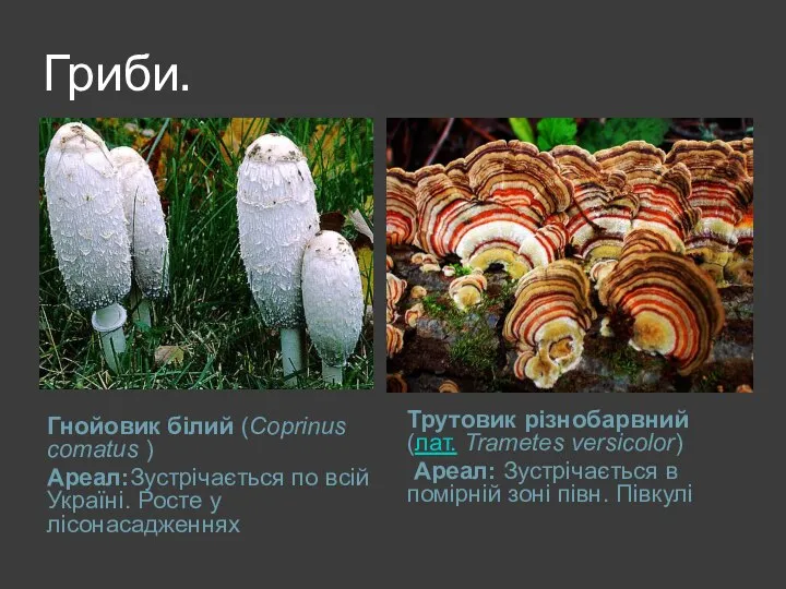 Гриби. Гнойовик білий (Coprinus comatus ) Ареал:Зустрічається по всій Україні. Росте у