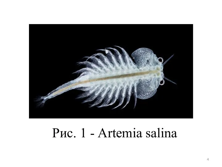 Рис. 1 - Аrtemia salina