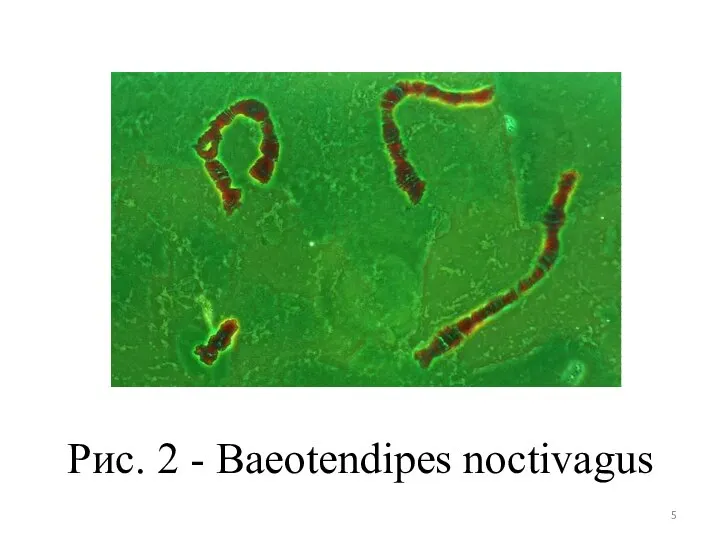 Рис. 2 - Baeotendipes noctivagus