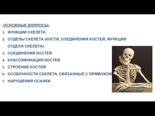 ОСНОВНЫЕ ВОПРОСЫ: ФУНКЦИИ СКЕЛЕТА ОТДЕЛЫ СКЕЛЕТА (КОСТИ, СОЕДИНЕНИЯ КОСТЕЙ, ФУНКЦИИ ОТДЕЛА СКЕЛЕТА)