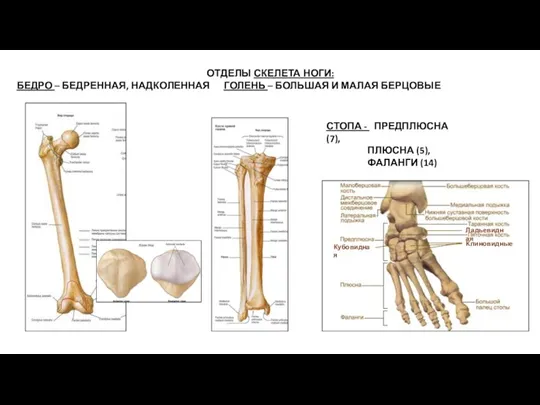 ОТДЕЛЫ СКЕЛЕТА НОГИ: БЕДРО – БЕДРЕННАЯ, НАДКОЛЕННАЯ ГОЛЕНЬ – БОЛЬШАЯ И МАЛАЯ