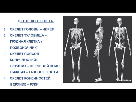 II. ОТДЕЛЫ СКЕЛЕТА: СКЕЛЕТ ГОЛОВЫ – ЧЕРЕП СКЕЛЕТ ТУЛОВИЩА – ГРУДНАЯ КЛЕТКА