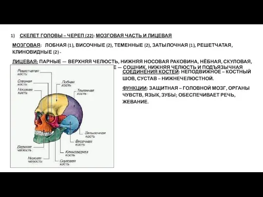 СКЕЛЕТ ГОЛОВЫ – ЧЕРЕП (22): МОЗГОВАЯ ЧАСТЬ И ЛИЦЕВАЯ МОЗГОВАЯ: ЛОБНАЯ (1),