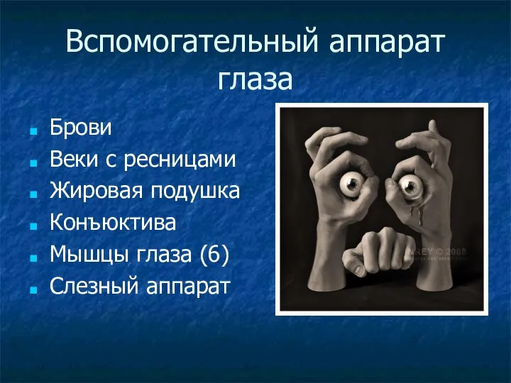 Вспомогательный аппарат глаза Брови Веки с ресницами Жировая подушка Конъюктива Мышцы глаза (6) Слезный аппарат