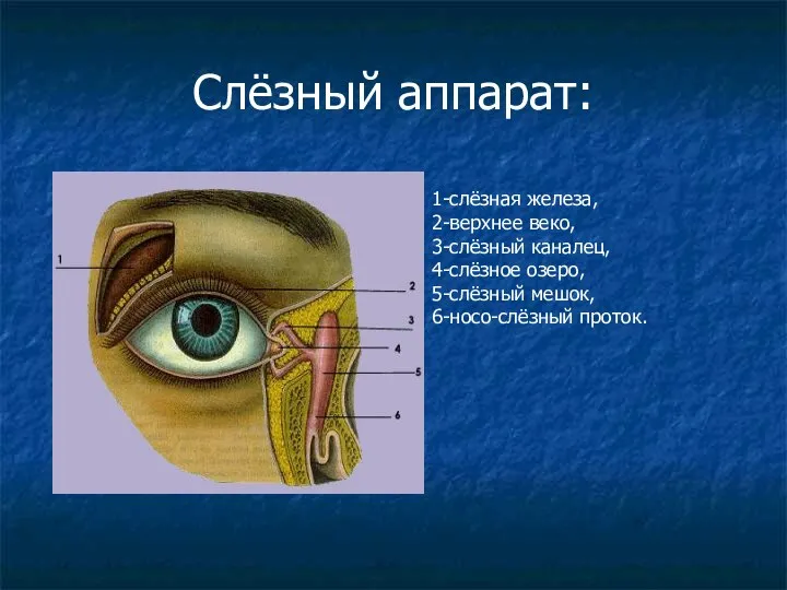 Слёзный аппарат: 1-слёзная железа, 2-верхнее веко, 3-слёзный каналец, 4-слёзное озеро, 5-слёзный мешок, 6-носо-слёзный проток.