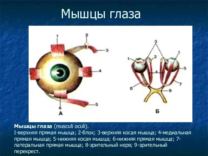 Мышцы глаза Мышцы глаза (musculi oculi). I-верхняя прямая мышца; 2-блок; 3-верхняя косая