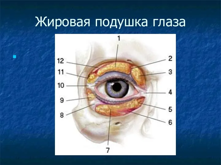 Жировая подушка глаза