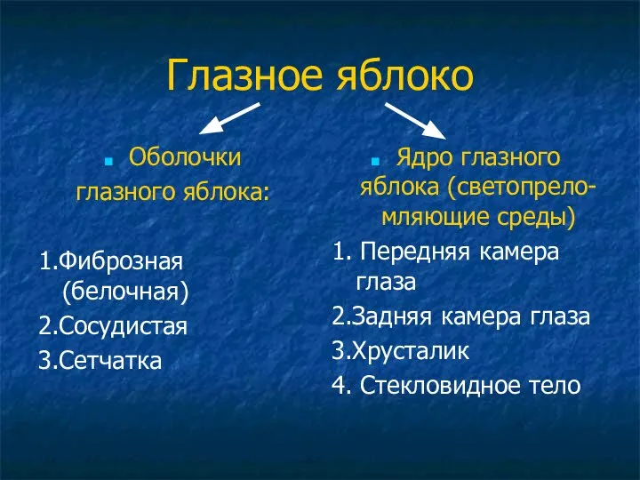 Глазное яблоко Оболочки глазного яблока: 1.Фиброзная (белочная) 2.Сосудистая 3.Сетчатка Ядро глазного яблока