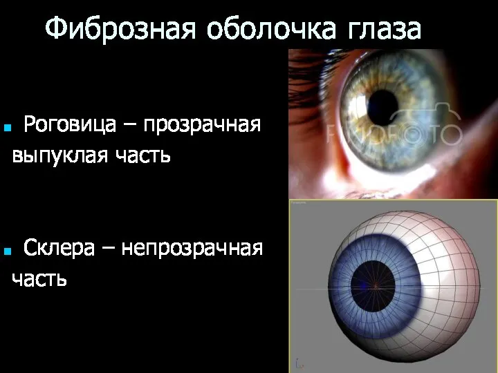 Фиброзная оболочка глаза Роговица – прозрачная выпуклая часть Склера – непрозрачная часть