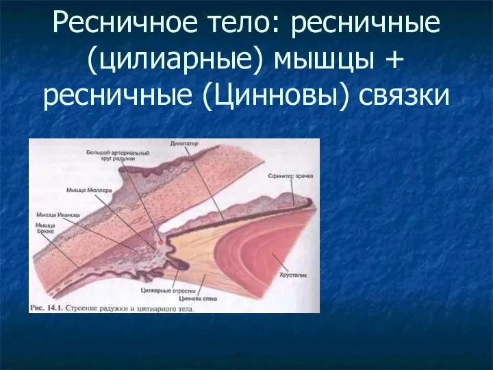 Ресничное тело: ресничные (цилиарные) мышцы + ресничные (Цинновы) связки