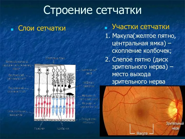 Строение сетчатки Слои сетчатки Участки сетчатки 1. Макула(желтое пятно, центральная ямка) –