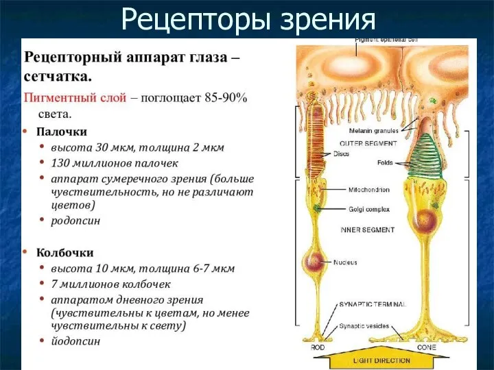 Рецепторы зрения