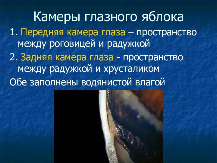 Камеры глазного яблока 1. Передняя камера глаза – пространство между роговицей и