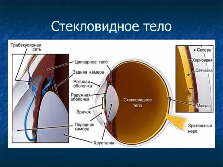 Стекловидное тело