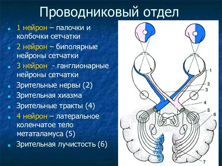 Проводниковый отдел 1 нейрон – палочки и колбочки сетчатки 2 нейрон –