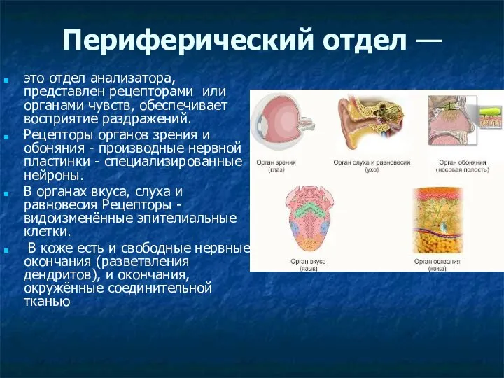 Периферический отдел — это отдел анализатора, представлен рецепторами или органами чувств, обеспечивает