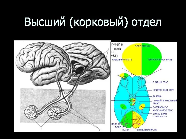 Высший (корковый) отдел