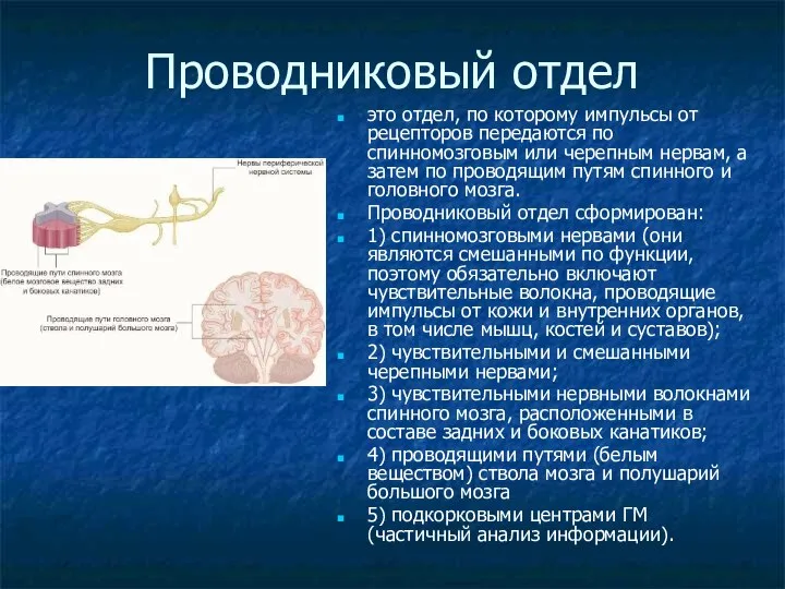 Проводниковый отдел это отдел, по которому импульсы от рецепторов передаются по спинномозговым