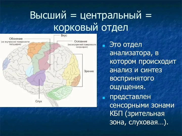 Высший = центральный = корковый отдел Это отдел анализатора, в котором происходит