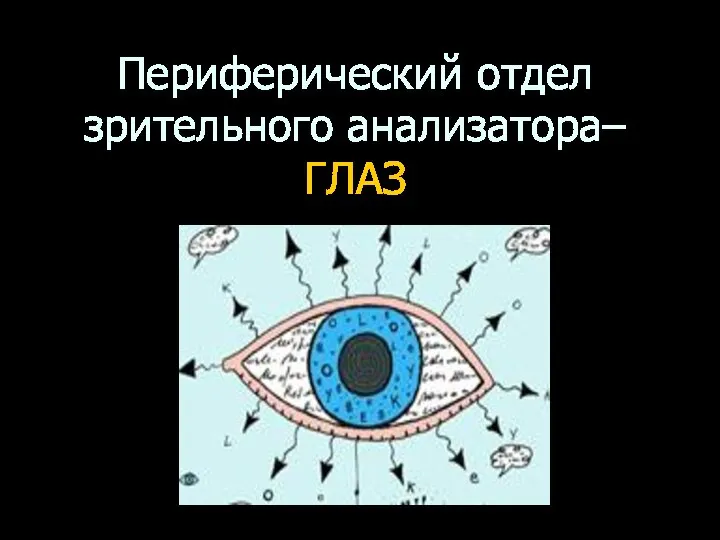 Периферический отдел зрительного анализатора– ГЛАЗ
