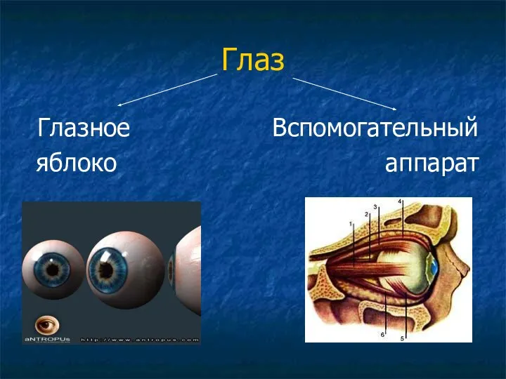 Глаз Глазное Вспомогательный яблоко аппарат