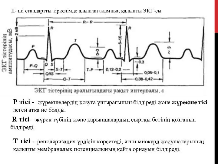 II- ші стандартты тіркелімде алынған адамның қалыпты ЭКГ-сы Р тісі - жүрекшелердің