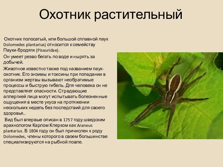 Охотник растительный Охотник полосатый, или большой сплавной паук Dolomedes plantarius) относится к