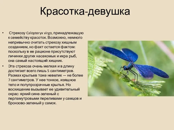 Красотка-девушка Стрекозу Calopteryx virgo, принадлежащую к семейству красоток. Возможно, немного непривычно считать