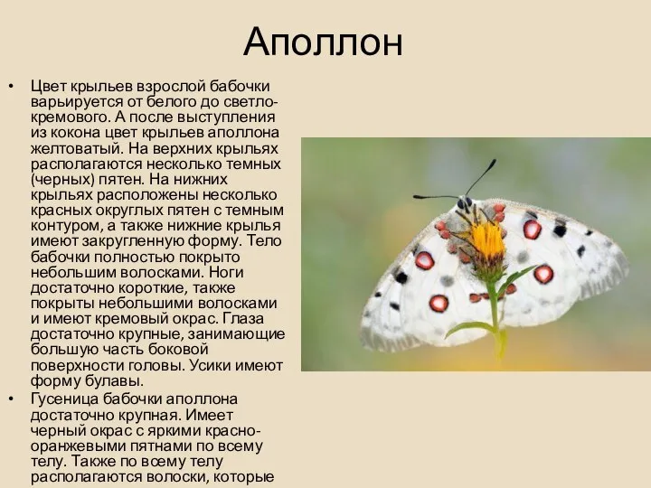 Аполлон Цвет крыльев взрослой бабочки варьируется от белого до светло-кремового. А после