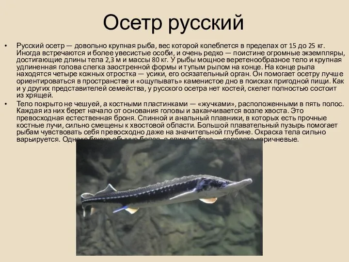 Осетр русский Русский осетр — довольно крупная рыба, вес которой колеблется в