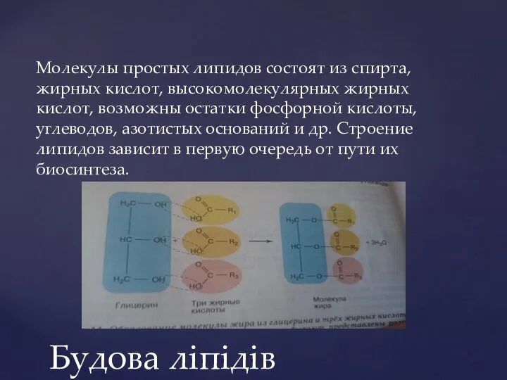 Молекулы простых липидов состоят из спирта, жирных кислот, высокомолекулярных жирных кислот, возможны