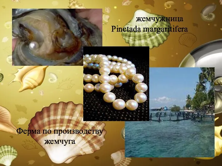 жемчужница Pinctada margaritifera Ферма по производству жемчуга