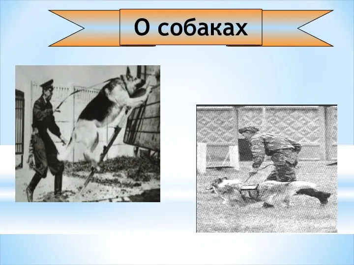 О собаках