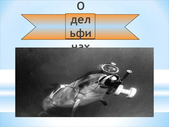 О дельфинах