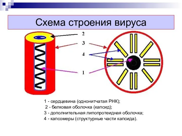 Схема строения вируса 1 - сердцевина (однонитчатая РНК); 2 - белковая оболочка