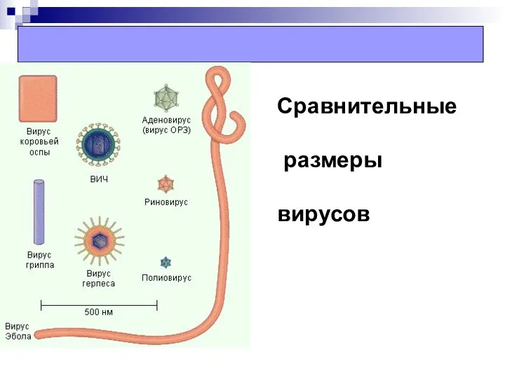 Сравнительные размеры вирусов