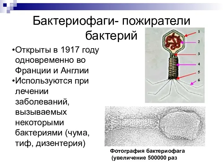 Бактериофаги- пожиратели бактерий Фотография бактериофага (увеличение 500000 раз Открыты в 1917 году