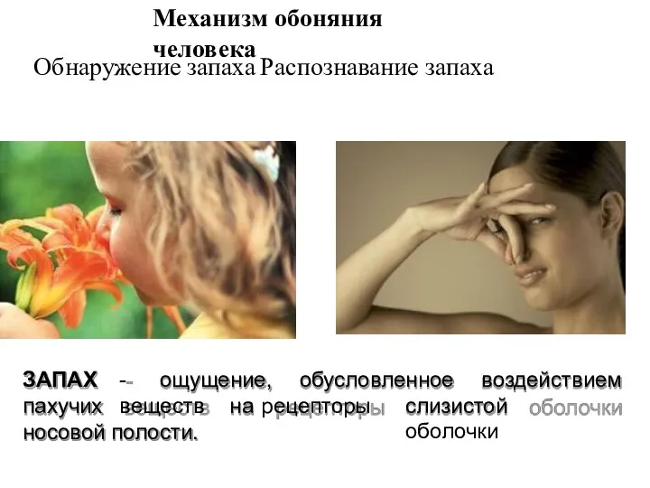Механизм обоняния человека Обнаружение запаха Распознавание запаха ощущение, обусловленное воздействием ЗАПАХ -
