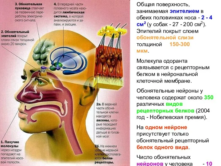 Общая поверхность, занимаемая эпителием в обеих половинках носа - 2 - 4