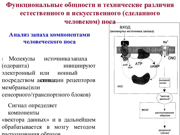 Функциональные общности и технические различия естественного и искусственного (сделанного человеком) носа Анализ